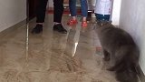 帅哥抱别人家猫咪，结果却被家里猫咪教训，真是太惨了！