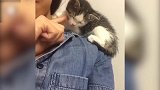 快睡着的猫咪，看到主人的手指，立马有了活力！
