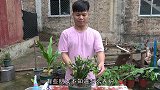夏天养护蟹爪兰，2个“误区”不能犯，不然越长越“腐烂”
