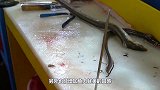 日本大厨处理鳗鱼，刚想反咬一口就被“爆头”，趁着没死切成刺身