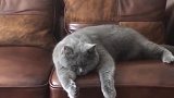 猫：不想动，也不想玩，我就想这样静静躺着！