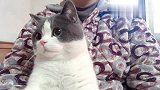 猫咪在我爸身上可乖了，这小眼神有点不知所措呀！