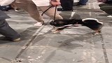 带柴犬去相亲，这么多狗没一个看上我家的，是不是肤色的原因