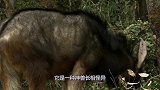 浙江老农发现一只“四不像”，很多人没见过，专家：马上封锁村庄