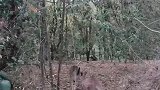 丛林徒步遇见袋鼠一家。