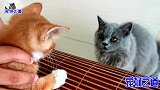小流浪猫跟原住猫第一次接触，奶凶奶凶的样子吓跑胖公猫，厉害了