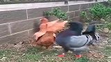 这鸽子该不会从小和鸡一起长大的吧！