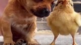小鸡看小狗狗困了，竟用自己的身体给小狗狗当枕头！这一幕太温馨