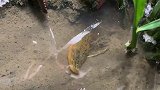 队友太坑了