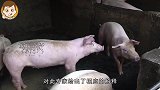 现在的猪肉，没有小时候的猪肉吃起来香，原因说出来你可能都不信
