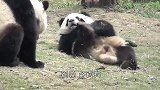 比黑白大熊猫还珍贵，全球仅1只就在中国，堪称“国宝中的国宝”