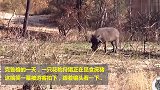 实拍花豹捕猎疣猪，冲上前一刻，才是搞笑的开始！