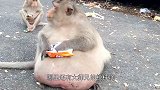 游客为看鳄鱼吃野猪，用面包引诱野猪到河里，最后成这样！