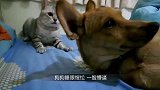 柴犬抱着猫咪睡觉，一狗一猫，像极了爱情！