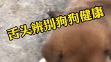 宠物舌色的辨别状况