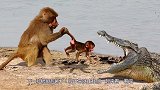 鳄鱼猎杀小狒狒，怎料被母狒狒追着暴打，下一秒鳄鱼悲剧了！
