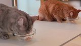 一只正在吃饭的猫咪，这吃的是什么好香的样子！