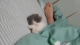 秒睡的小奶猫，前一秒玩的可开心，然后直接睡着了