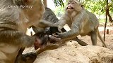 母猴快狠准地从猴妈莱拉那里抢走猴儿卢卡斯，小猴子都吓懵了