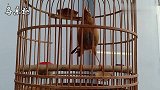 画眉鸟叫声：刚下山的画眉鸟大叫，能有这叫声，相当不错