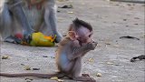 由于生活艰难，可爱的小猴子艾米丽和学会了独立生活