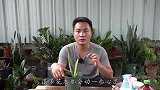 令箭荷花扦插不爱长芽，“重点”往下移，很快有新芽冒