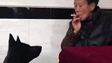 大爷吐烟狗狗秒入嘴，没想到狗子的烟瘾也是挺重的