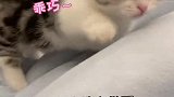 小奶猫到底有多黏人？躺在妈妈的怀里睡觉，也太可爱了吧！