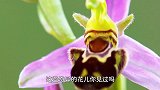人间宝藏！8种奇特的花儿，你见过几种？