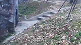 生孩子就是用来玩的，国宝熊猫用行动向你证明，这可真是亲妈