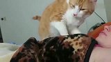 铲屎官睡懒觉，橘猫：还不起，朕早就饿了！