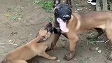 大马犬熊孩子放开我！小马犬死我也不放！
