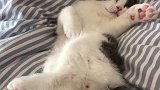 这小猫的睡姿也太可爱了！
