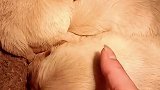 太幸福了，吃饱就睡，一生无忧无虑的生活