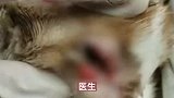 流浪猫被残忍虐待，宠物医院回应：施虐者应该是学医的