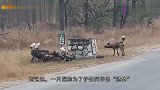 为保护同伴的“遗体”,鬣狗甘愿被野狗掏肛