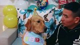 金毛豆豆过生日真幸福，当它亲男主人那一刻，心都被融化了