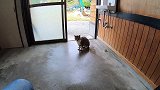 一只流浪猫走进了工人休息室，四处看了看：大兄弟，有吃的吗