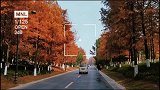 杭州初冬美景，人少景美的季节