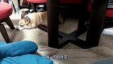 男主人假装拍打女主人，狗狗立马警告男主人，狗狗的举动令人感动