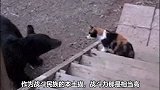 战斗民族的猫，战斗力真的高，熊熊表示一天也待不下去，哈哈