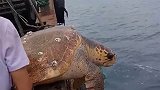 出海捕鱼捞上来只大海龟，为保平安，渔民还是把它放生在大海里！