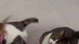 猫咪的疑惑行为，谁能拒绝一只憨憨猫呢