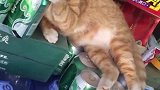 橘猫：拿好东西，钱留下，可以走了！