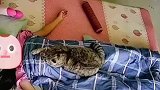 大早上猫咪趴在睡着的女生身上，把女生给压醒了