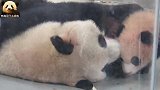 粉色熊猫宝宝花生再怎么挣扎，也逃脱不出妈妈的熊掌心