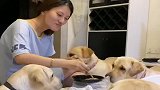 自从养了一群狗，主人吃饭都不安心，看完不许笑