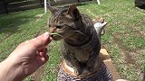 好可爱的猫咪们啊，看这萌萌哒的小模样，真是萌化了呢！