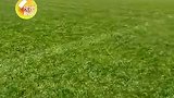西安足球场馆运营主管：草皮国外进口 达国际A级标准