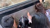 北京动物园回应“家长带孩子喂狼吃草”：涉事女子已列入黑名单 